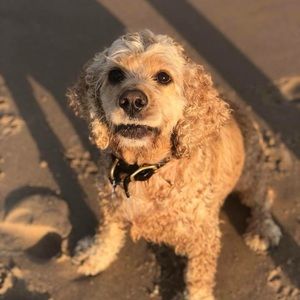 Meet your Posher, Frankie